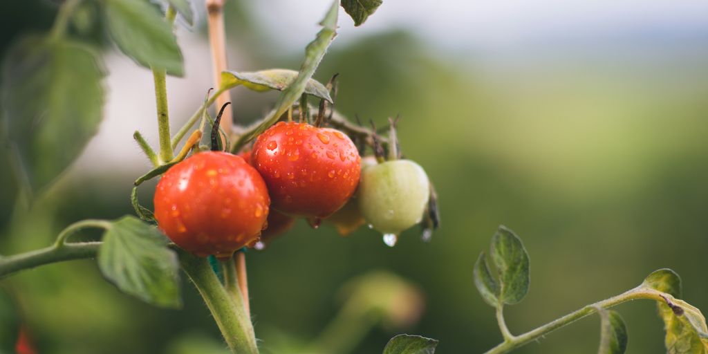 red and green round fruits