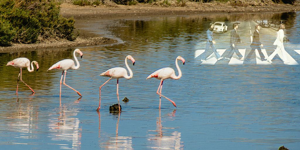 a group of flamingos walking across a body of water